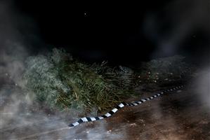 Se apropie Crăciunul, acţiunile se înteţesc: două tone de cetină de brad, confiscate