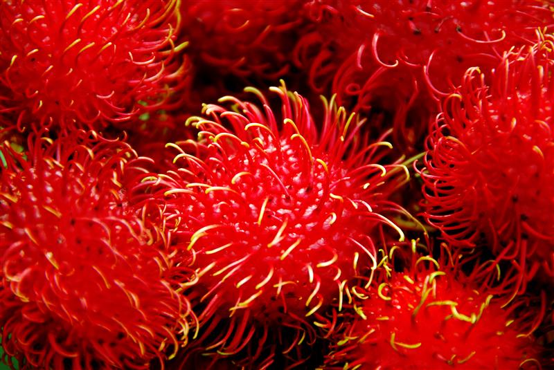 SPINOSUL exotic, spaima PARAZIŢILOR INTESTINALI şi a RADICALILOR LIBERI. Previne ANEMIA şi detoxifică RINICHII 
