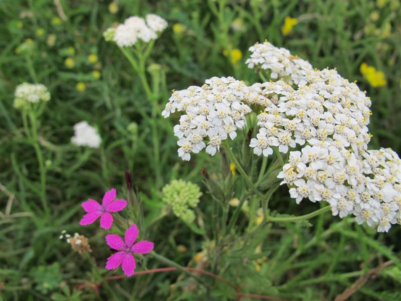 REGINA plantelor medicinale. Face MINUNI încă din antichitate