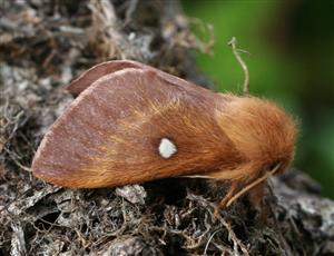 Concluzie tristă: o specie protejată de fluture nocturn e posibil să fi dispărut din Făgetul Clujului şi Valea Morii