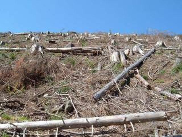 Opriţi măcelul pădurilor! Se anunţă un nou protest împotriva despăduririlor abuzive