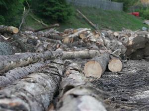 Chiriţoiu: Trebuie licitaţie obligatorie când statul vinde ceva, e straniu cum vinde lemnul Romsilva