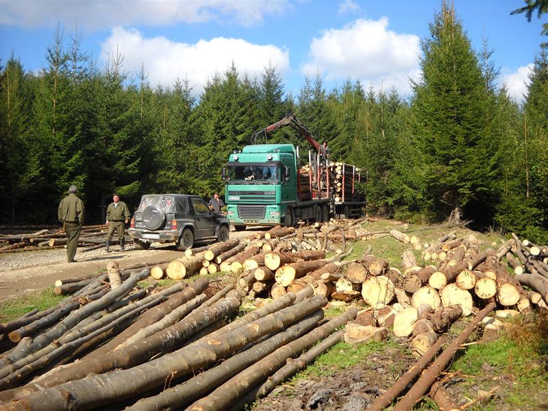 Ponta mulţumeşte Senatului pentru faptul că a readoptat Codul Silvic în 