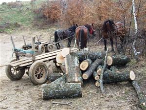 Document: cauzele distrugerii pădurilor din România