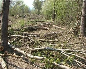 400.000 de hectare de păduri, distruse. „Tăierile ilegale, atentat la siguranţa naţională