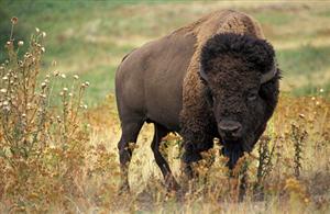 Destinaţie de weekend: bizonii americani din Transilvania vs raiul pescarilor