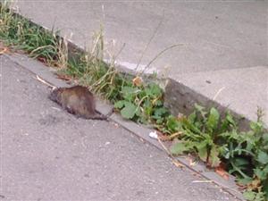 Clujul, invadat de șobolani. Locuitorii unui cartier sunt terorizați de apariția acestora