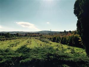 Staţiunea Palocsay trece în administrarea Universităţii de Ştiinţe Agricole. Ce probleme are instituţia GALERIE FOTO