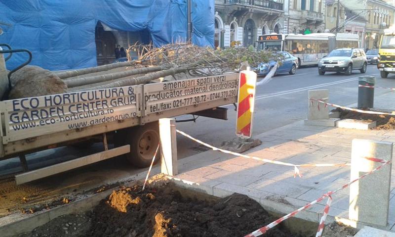 Memo înverzeşte. S-au plantat copaci GALERIE FOTO