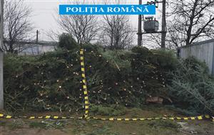 Traficul cu brazi a ajuns la apogeu. 600 de pomi de Crăciun confiscaţi în weekend