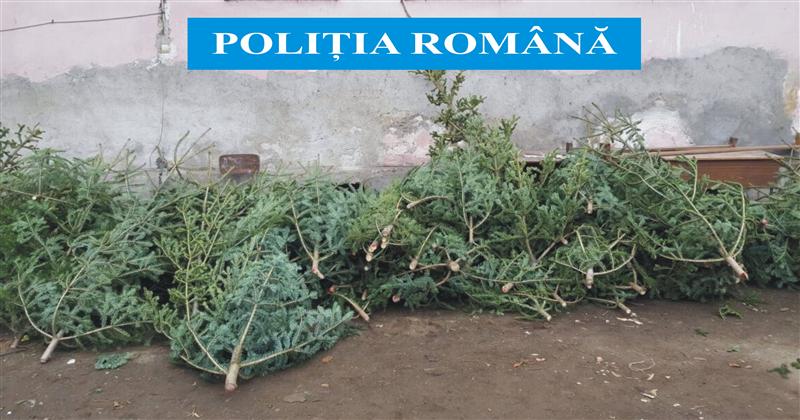 Poliţiştii au înteţit controalele: brazi de 5000 de lei, confiscaţi