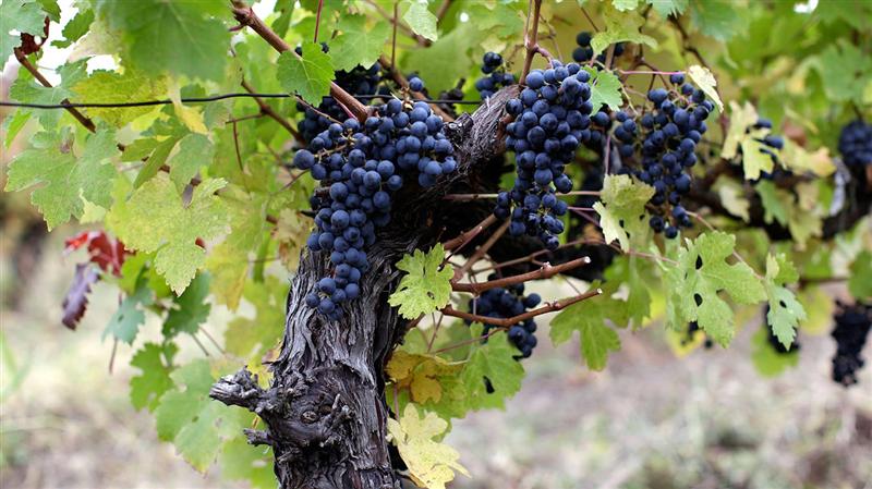Vinul vine la Cluj: trei zile de degustări pentru amatorii licorii bahice