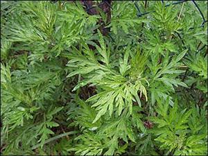 Planta AMARĂ recomandată pentru tratarea HIPERTENSIUNII, a ANEMIEI, a HEPATITEI şi a GUTEI