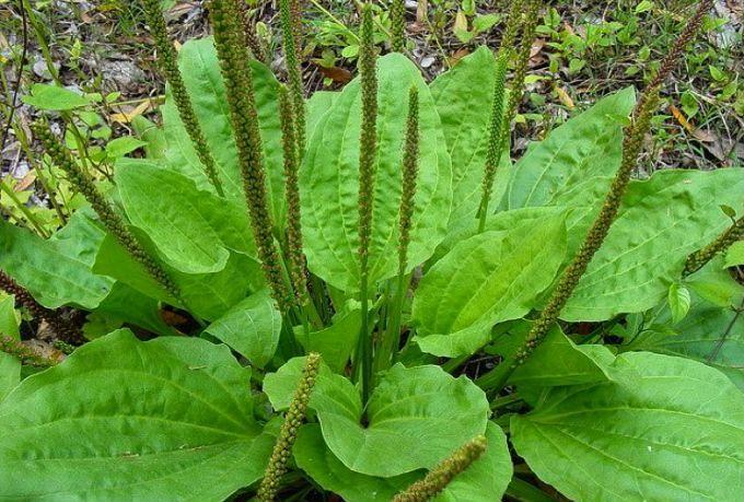 Antibioticul din natură. Efectele acestei plante se cunosc de sute de ani