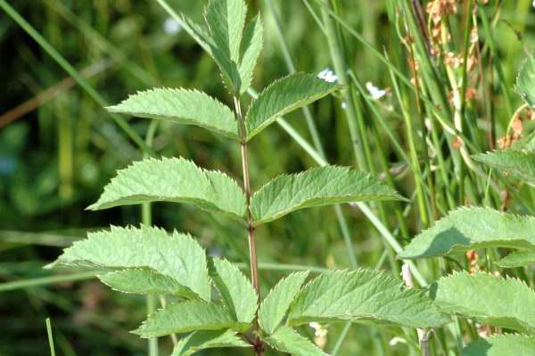 Planta îngerilor. Efecte MAGICE în CANCER, PARALIZIE, SCLEROZĂ în plăci, INFECŢII