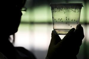 Opimism după rezultate obţinute cu două vaccinuri împotriva virusului Zika