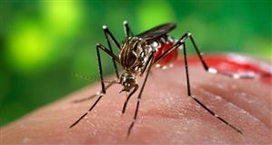 Virusul Zika a ajuns la Cluj