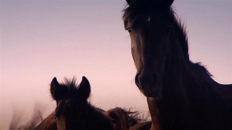 Gone Wild, documentarul despre caii sălbăticiți din Letea, proiectat la Cinema Dacia 