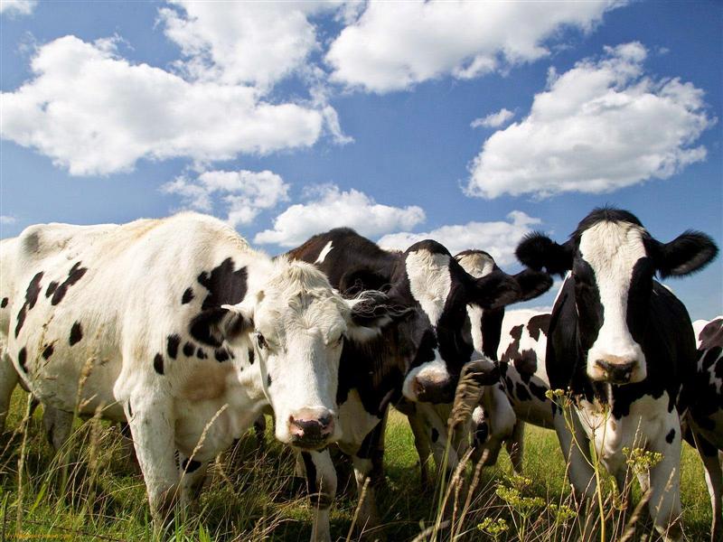 Crescătorii de vaci Holstein se plâng că nu şi-au primit toţi banii