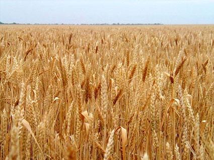 Fondurile UE alocate pentru dezvoltare rurală, dar neutilizate în acest an, pot fi cheltuite în anii următori