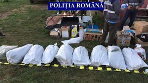 Captură impresionantă de cannabis în Cluj FOTO/VIDEO