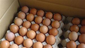 Ouă infectate cu salmonella, retrase de pe piaţă