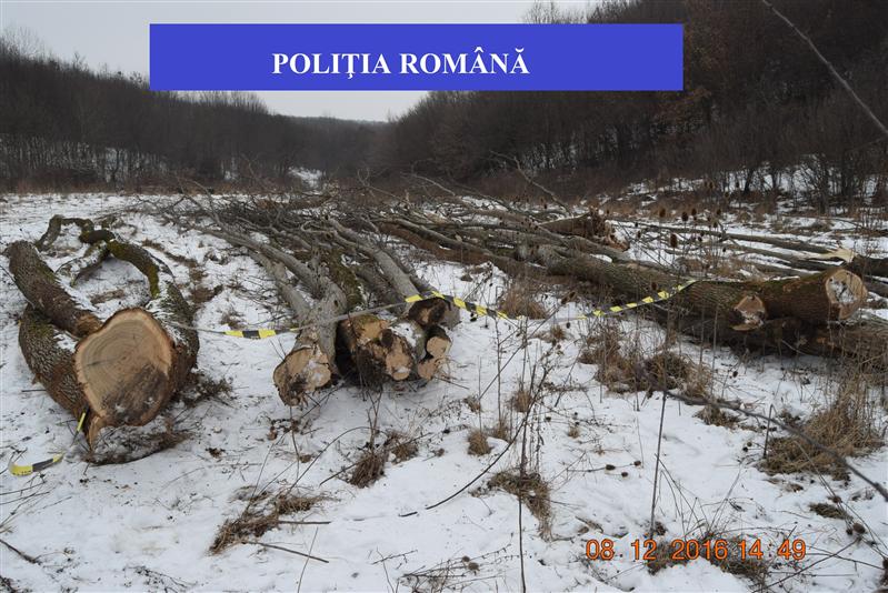 Un braconier din zona Dejului a tăiat ilegal 59 de arbori