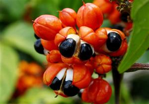 Fructul exotic ce întăreşte memoria şi alungă oboseala