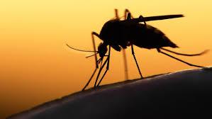 Zika continuă să fie o amenințare. 10% dintre dintre femeile infectate au avut un copil cu o malformație