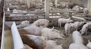 Programul ”Carne de porc din fermele româneşti” a fost aprobat în Senat