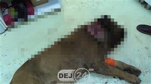 Câine, găsit de proprietar împuşcat în gât. Patrupedul a fost trimis la Cluj pentru examinare - VIDEO