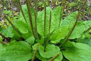 Antibioticul din natură. Recomandări şi modalităţi de preparare