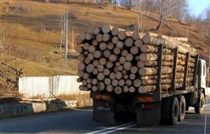 Legea contravenţiilor silvice: Amendă până la 15.000 lei pentru transportul fără avize şi confiscarea lemnelor