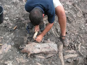 Cercetătorii clujeni au descoperit o familie de reptile mezozoice din Transilvania