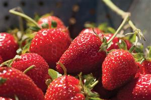 Fructul de sezon. Căpșunile, beneficii și proprietăți terapeutice
