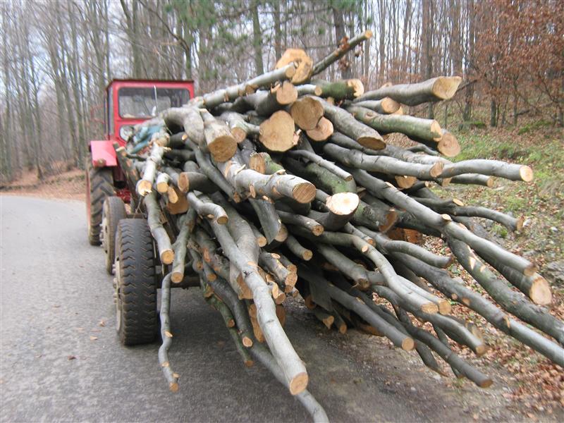 Din pădurile Clujului se fură pe rupte. Locul trei la nivel național