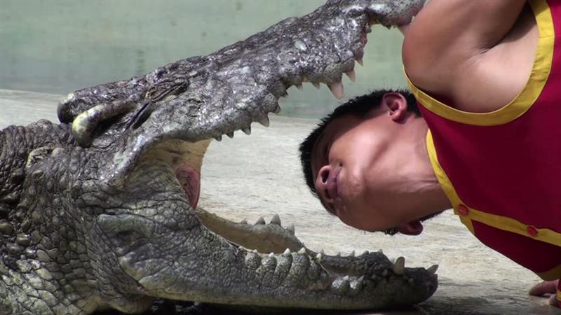 VIDEO VIRAL | Un crocodil mușcă de cap un îngrijitor la grădina zoologică