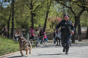 Jandarmii vor folosi la festivalurile din Cluj câini antrenați pentru depistarea drogurilor și a explozibililor