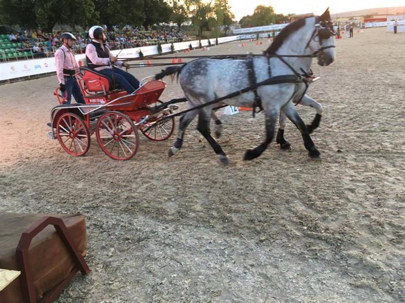 Concursul de atelaje, atracția din ziua a doua a competiției Salina Equines Trophy