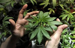 O nouă ţară din Uniunea Europeană va legaliza marijuana în scopuri medicale