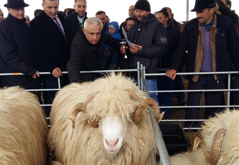 Daea şi oaia de Cluj. Lâna, cerută în India şi Turcia