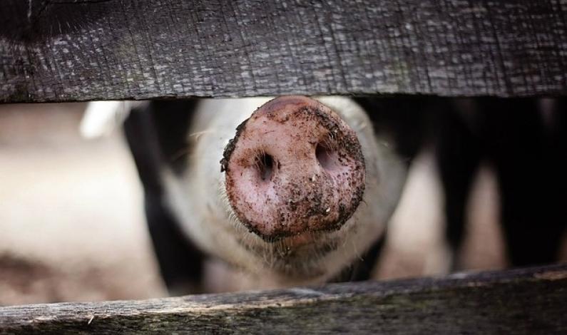Focar de pestă porcină africană în România
