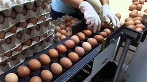 Ouă contaminate cu insecticid în UE | ANSVSA: Nu sunt informaţii că au intrat pe piaţa din România