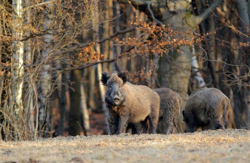 Fermierii din Cluj se plâng de pagubele produse de mistreţi şi căpriori