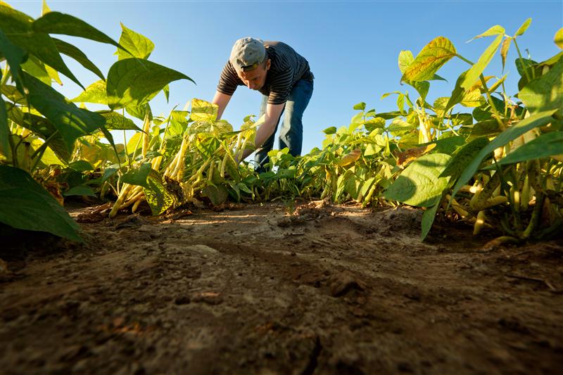 Fermierii din Ardealul de Nord cer cu 30% în plus faţă de subvenţiile alocate
