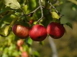 Ce beneficii pot aduce fructele toamnei organismului tău. Care sunt vedetele sezonului