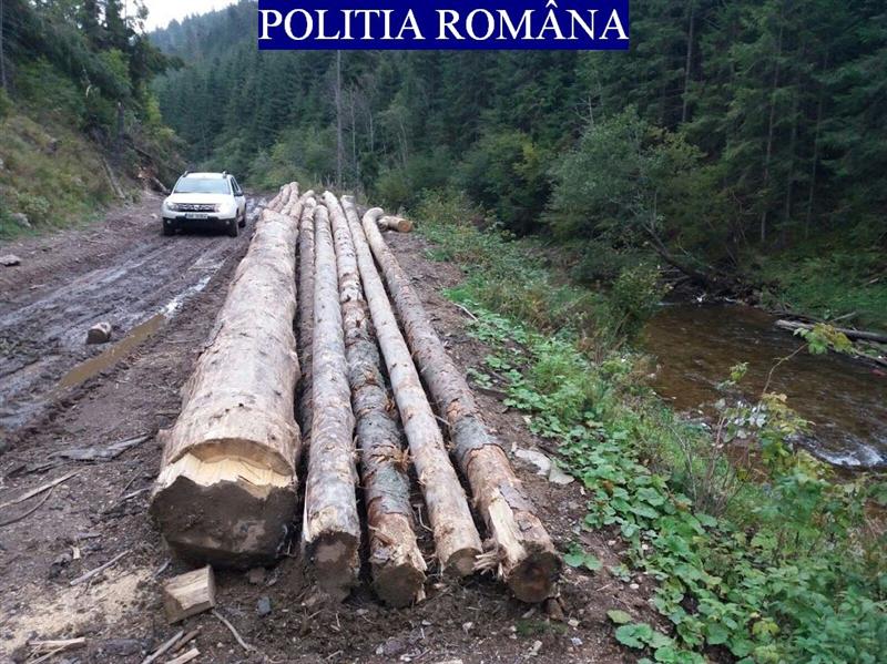 Lemne tăiate ilegal, în valoare de 16.000 de lei, confiscate la Cluj FOTO