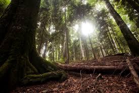 Compensații bănești pentru cei cu păduri în zone protejate