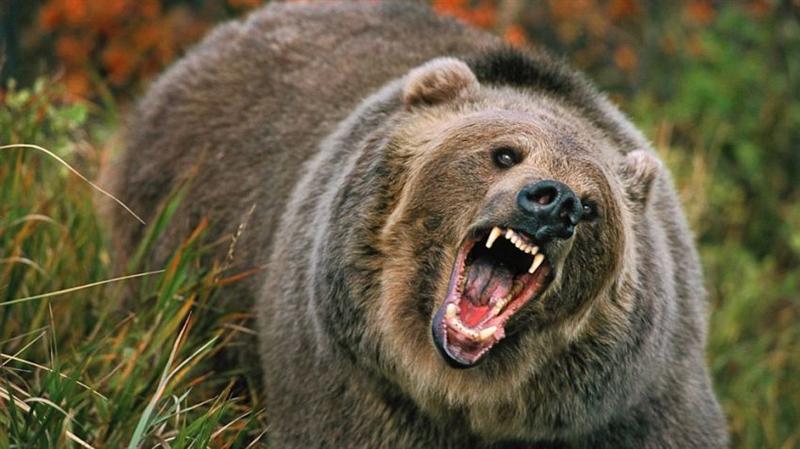 Soluția propusă de ministrul Daea împotriva atacurilor urșilor: ”Să-i împușcăm”