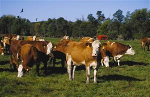 Revin cooperativele agricole la Cluj. Vânzări de 5 milioane de euro